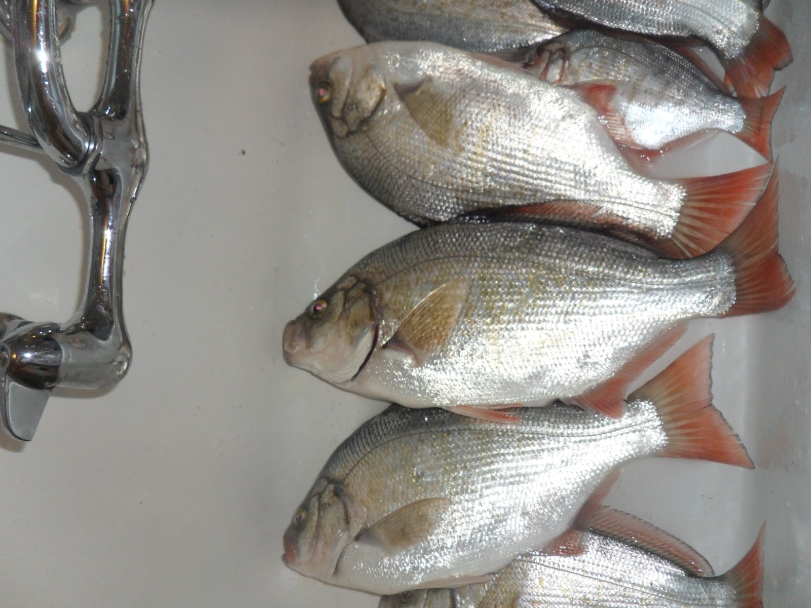 Go Fishing Surf Perch Fishing in Seaside, Oregon